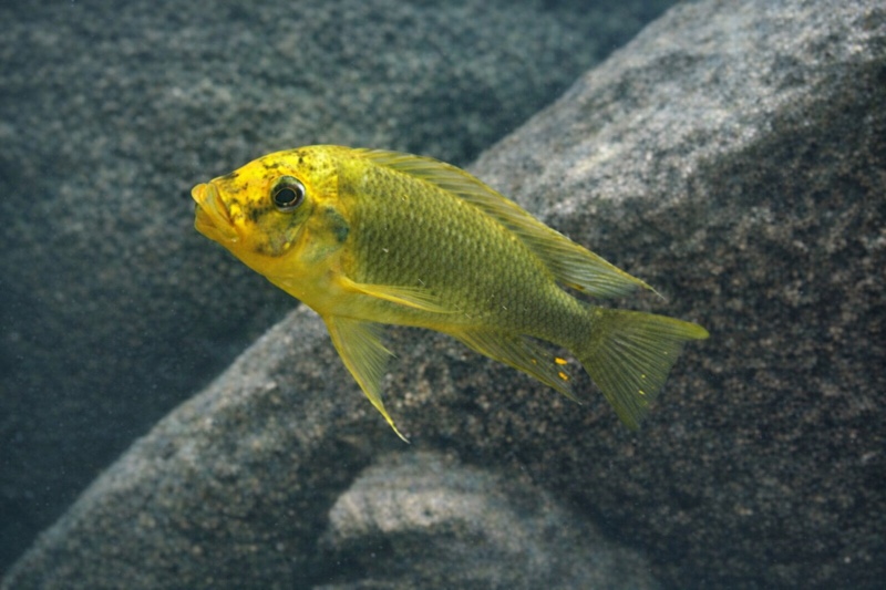 Petrochromis ephippium 'Cape Mpimbwe'
